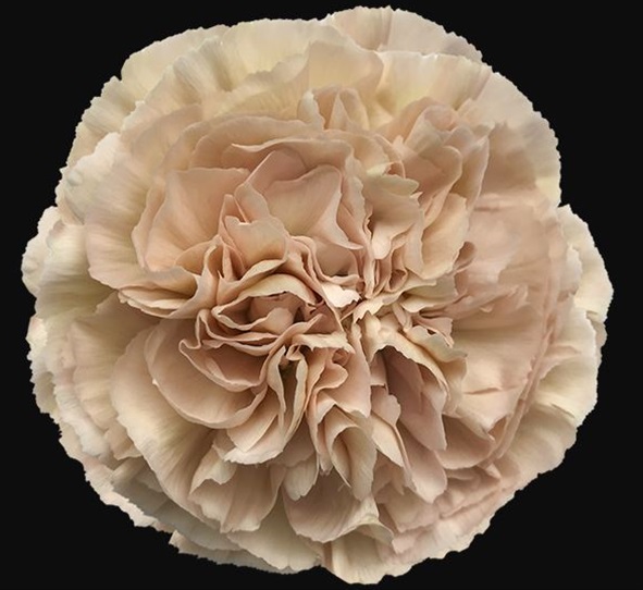 Carnation Lege Marrone - Standard Carnation - Carnations - Flowers by